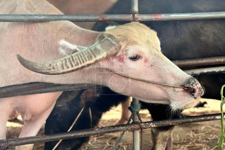 Téléchargez les photos : Une photographie d'une vache avec une longue corne qui sort sa langue, il y a une vache avec des cornes qui sortent d'une clôture. - en image libre de droit