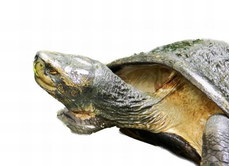 Téléchargez les photos : Une photographie d'une tortue avec la tête ouverte et la bouche ouverte, il y a une tortue qui regarde quelque chose. - en image libre de droit