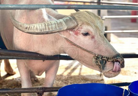 Téléchargez les photos : Une photographie d'une vache qui sort sa langue d'une clôture, il y a une vache avec une longue corne qui sort sa langue. - en image libre de droit
