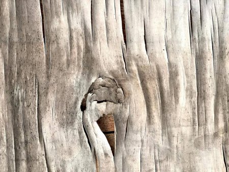 Photo for A photography of a bird poking its head out of a hole in a tree, there is a bird that is sitting in a hole in a tree. - Royalty Free Image