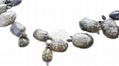 Foto de Una fotografía de un grupo de tortugas que yacen una encima de la otra, hay muchas tortugas que están tendidas en el suelo juntas. - Imagen libre de derechos