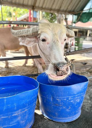 Foto de Una fotografía de una vaca sacando su lengua de un cubo azul, hay una vaca que está comiendo de un cubo azul. - Imagen libre de derechos