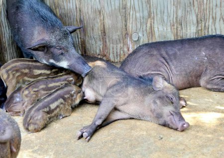 Téléchargez les photos : Une photographie d'un couple d'animaux couchés sur un sol en ciment, il y a deux bébés cochons couchés sur le sol à côté de l'autre. - en image libre de droit