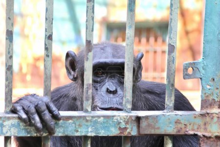 Téléchargez les photos : Une photographie d'un chimpan regardant à travers une clôture métallique barrée, il y a un chimpan qui regarde à travers une clôture barrée. - en image libre de droit