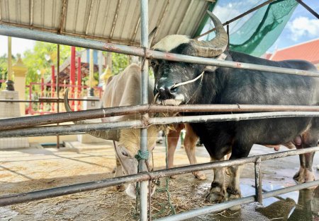 Téléchargez les photos : Une photographie d'un taureau debout dans un enclos avec une vache derrière lui, il y a un taureau qui se tient dans un enclos avec un chapeau. - en image libre de droit