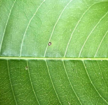 Téléchargez les photos : Une photographie d'une feuille verte avec un minuscule insecte dessus, pismire sur une feuille avec un minuscule insecte dessus. - en image libre de droit