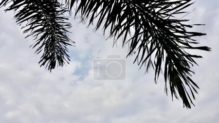 Photo for A photography of a plane flying through a cloudy sky with palm leaves, obelisk of a palm tree against a cloudy sky. - Royalty Free Image
