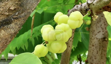Téléchargez les photos : Photographie d'un bouquet de raisins suspendu à un arbre, figurines de raisins sur une branche d'arbre aux feuilles vertes. - en image libre de droit