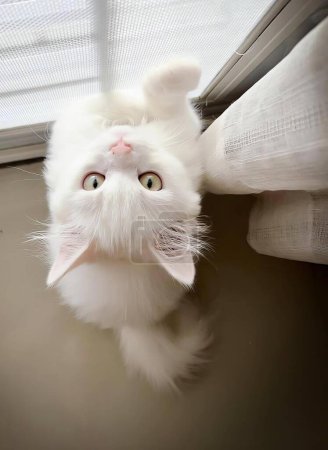 Téléchargez les photos : Une photographie d'un chat blanc regardant l'appareil photo, un chat angora lapin regardant l'appareil photo de dessous une fenêtre. - en image libre de droit