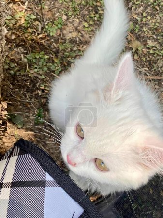 Téléchargez les photos : Une photographie d'un chat blanc regarde l'appareil photo, un lapin angora regarde l'appareil photo debout sur le sol. - en image libre de droit
