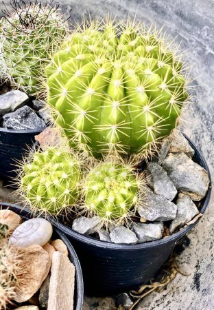 Photo for A photography of a cactus plant in a pot on a rock, flowerpots of various sizes and shapes are sitting on a rock. - Royalty Free Image