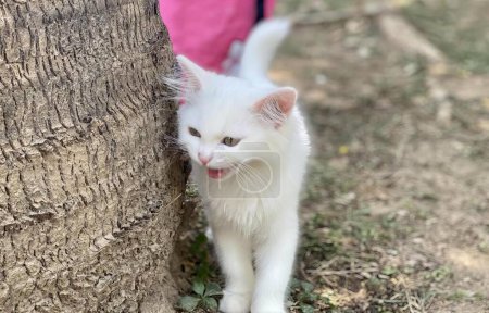 Téléchargez les photos : Une photographie d'un chat blanc debout à côté d'un arbre, chat égyptien avec la langue qui sort de derrière un tronc d'arbre. - en image libre de droit