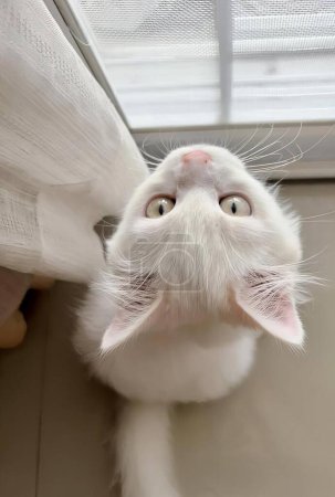 Téléchargez les photos : Une photographie d'un chat blanc regardant l'appareil photo, un chat égyptien regardant l'appareil photo les yeux ouverts. - en image libre de droit