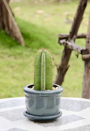 Foto de Una fotografía de un cactus en una maceta sobre una mesa, maceta con un cactus en ella sentado en una mesa fuera. - Imagen libre de derechos