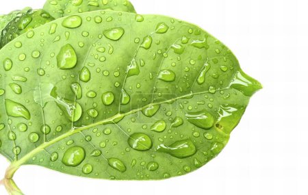 Téléchargez les photos : Une photographie d'une feuille verte avec des gouttelettes d'eau dessus, serpent de vigne avec des gouttes d'eau sur ses feuilles sur un fond blanc. - en image libre de droit