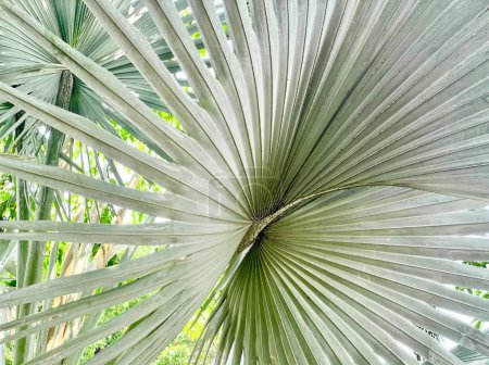 Photo for A photography of a palm leaf with a very large center, spiral palm leaf with a green background in a tropical garden. - Royalty Free Image
