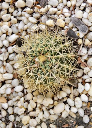 Foto de Una fotografía de una planta de cactus con agujas largas sobre un lecho de rocas, maceta sobre un lecho de roca con guijarros y grava. - Imagen libre de derechos