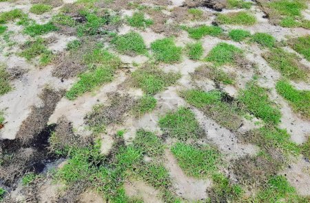 Téléchargez les photos : Une photographie d'une parcelle d'herbe avec une tache de terre au milieu, des barbes de sable et de l'herbe poussent sur le sol dans un champ. - en image libre de droit