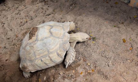 Foto de Una fotografía de una tortuga tendida en el suelo en la suciedad, tortuga terrapinosa tendida en el suelo en un recinto del zoológico. - Imagen libre de derechos