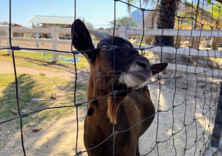 Téléchargez les photos : Photographie d'une chèvre enfonçant sa tête dans une clôture, une clôture serpent-rail avec une chèvre enfonçant sa tête à travers. - en image libre de droit