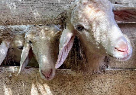 Foto de Una fotografía de un par de ovejas paradas una al lado de la otra, un mechón de ovejas asomando la cabeza por una valla de madera. - Imagen libre de derechos