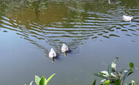 Téléchargez les photos : Une photographie de trois canards nageant dans un étang avec des ondulations. - en image libre de droit
