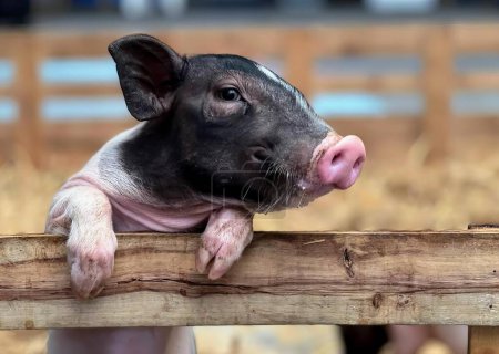 Téléchargez les photos : Une photographie d'un cochon qui sort sa langue par-dessus une clôture, d'un cochon sus scrofa qui sort sa langue par-dessus une clôture. - en image libre de droit