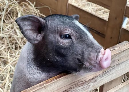 Téléchargez les photos : Une photographie d'un cochon qui sort sa langue par-dessus une clôture, sus scrofa sort sa langue par-dessus une clôture. - en image libre de droit