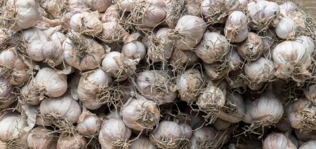 Photo for A photography of a bunch of garlic hanging from a wall, grocery store display of garlic bulbs and garlic nets for sale. - Royalty Free Image