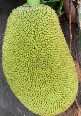 Téléchargez les photos : Une photographie d'un grand fruit vert avec beaucoup de petits trous, jacquier sur le sol avec une feuille verte dessus. - en image libre de droit