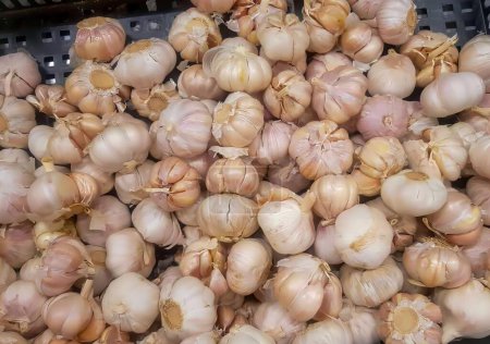 Photo for A photography of a bunch of garlic sitting on top of a basket, strainer basket full of garlic bulbs sitting on top of a table. - Royalty Free Image