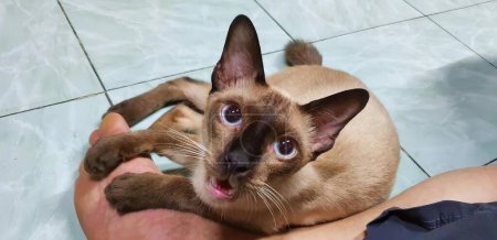 Téléchargez les photos : Une photographie d'un chat assis sur une main de personnes avec la langue sortie, un chat siamois assis sur une main de personnes avec la langue sortie. - en image libre de droit