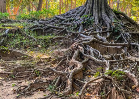 Téléchargez les photos : Photographie d'un arbre avec ses racines exposées dans la forêt, racines d'arbre en forme de pot de fleurs dans une forêt avec un chemin de terre. - en image libre de droit
