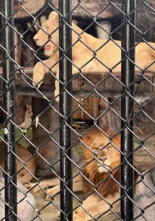 Téléchargez les photos : Une photographie d'un couple de lions couchés dans une cage, cebus capucinuss et lions dans une cage dans un zoo. - en image libre de droit
