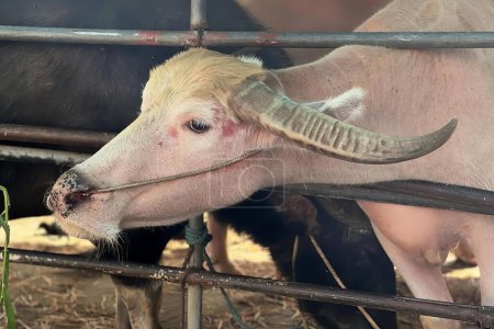 Téléchargez les photos : Une photographie d'une vache avec une longue corne qui sort sa langue, un buffle asiatique avec des cornes qui sortent d'une clôture dans la zone. - en image libre de droit
