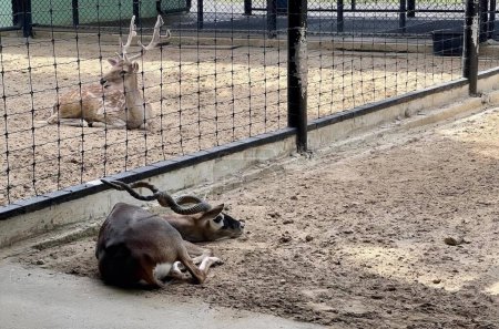 Téléchargez les photos : Une photographie d'un couple d'animaux allongés dans un champ de terre, gazelle posée sur le sol devant une clôture dans la zone. - en image libre de droit