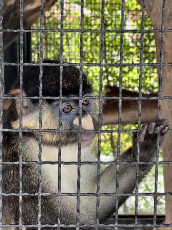 Foto de Una fotografía de un mono en una jaula mirando a través de las barras, mono guenón en jaula mirando a través de una cerca de alambre en el árbol. - Imagen libre de derechos