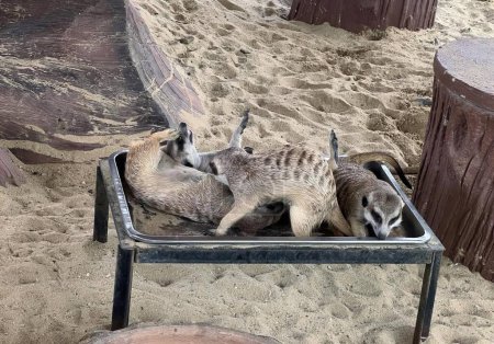 Téléchargez les photos : Une photographie d'un couple d'animaux couchés sur un lit métallique, des mierkats sont couchés sur un lit dans le sable. - en image libre de droit