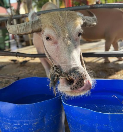 Foto de Una fotografía de una vaca con un bicho en la boca, búfalo asiático con un bicho en la boca comiendo de un cubo azul. - Imagen libre de derechos