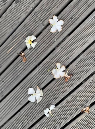 Photo for A photography of a bunch of flowers floating on a wooden deck, picket fence with flowers on it. - Royalty Free Image
