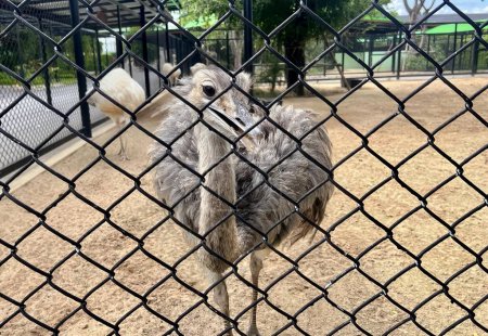 Foto de Una fotografía de un avestruz de pie en un cercado en la zona, struthio camelus en un recinto del zoológico mirando a través de una cerca de eslabones de cadena. - Imagen libre de derechos