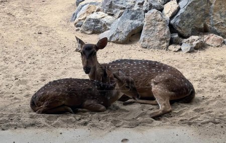 Téléchargez les photos : Une photographie d'un couple de cerfs couchés sur un sol sablonneux, gazelle et faon couchés sur le sable dans une enceinte de zoo. - en image libre de droit