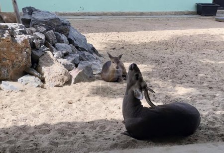 Téléchargez les photos : Une photographie d'un couple d'animaux posés sur un sol sablonneux. - en image libre de droit
