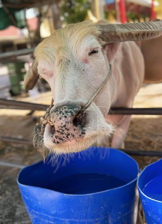 Foto de Una fotografía de una vaca con un palo en la boca, búfalo asiático con cuernos largos comiendo de un cubo azul. - Imagen libre de derechos
