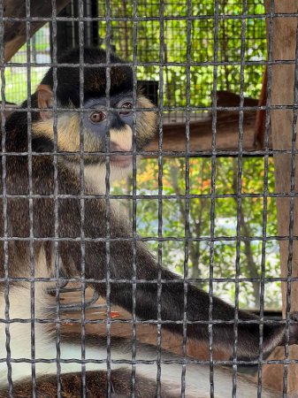 Foto de Una fotografía de un mono sentado en una jaula mirando hacia fuera, mono guenón sentado en la jaula mirando a través de alambre. - Imagen libre de derechos