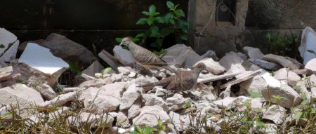 Téléchargez les photos : Une photographie d'un couple d'oiseaux debout sur un tas de rochers, des perdrix sont debout sur un tas de rochers dans un champ. - en image libre de droit