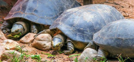 Foto de Una fotografía de dos tortugas tendidas en el suelo una al lado de la otra, tortugas de barro están tendidas en el suelo en la tierra. - Imagen libre de derechos