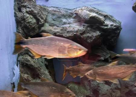 Téléchargez les photos : Une photographie d'un groupe de poissons nageant dans un aquarium, carassius auratus, un gros poisson au corps rayé et à la queue noire. - en image libre de droit