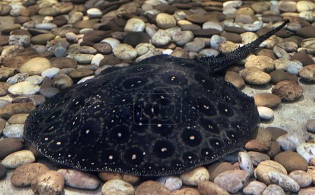 Téléchargez les photos : Une photographie d'une tortue posée sur un lit de rochers, un rayon électrique posé sur des rochers dans un réservoir avec des roches et du gravier. - en image libre de droit