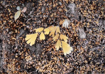 Photo for A photography of a plant with yellow leaves on a rock, sea cucumber and leaf on the ground with rocks. - Royalty Free Image